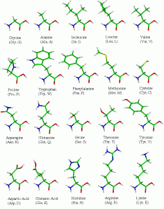 molnieuws6-aminoacids